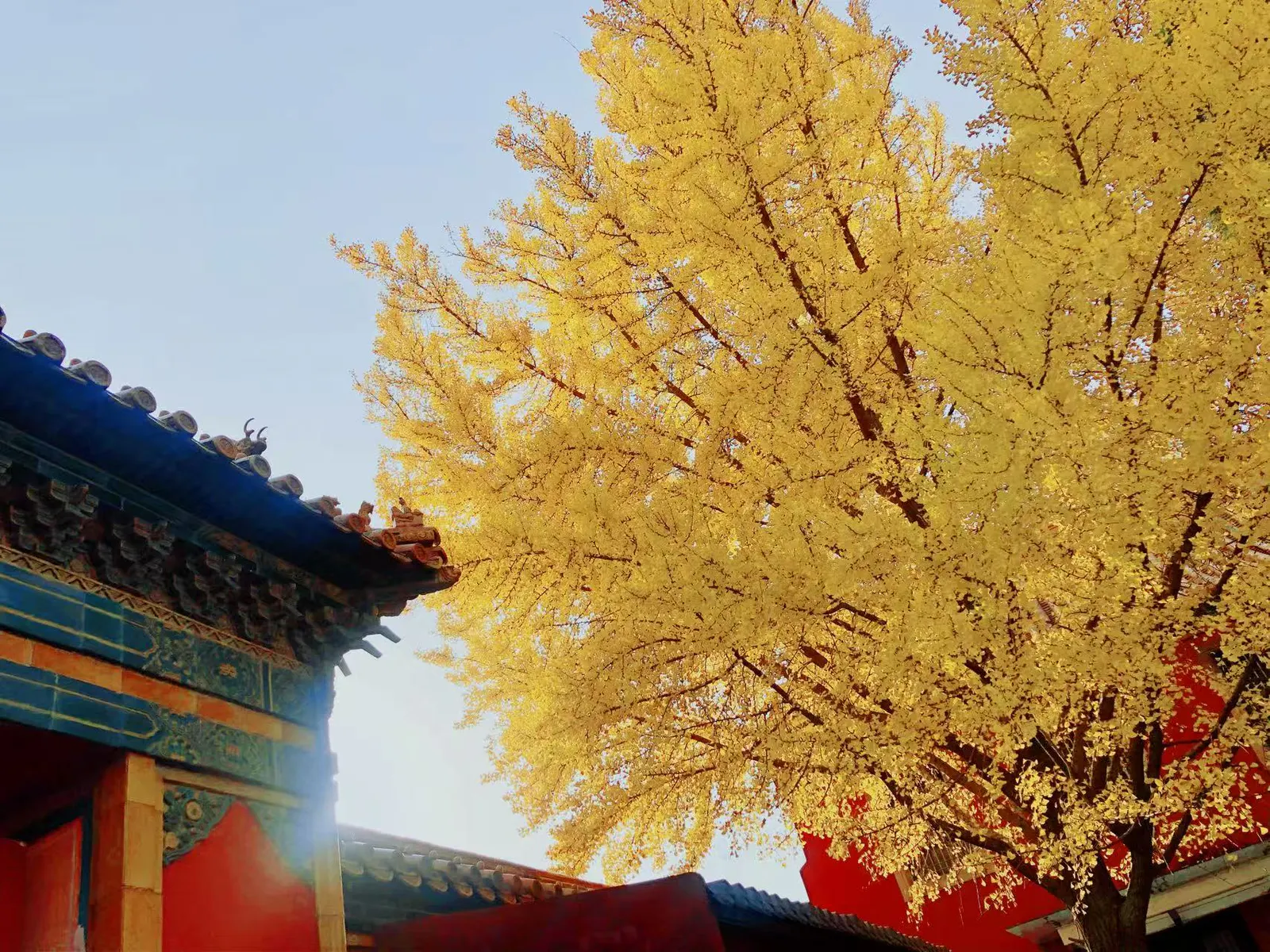 阳光照在蓝色建筑与树木之间